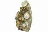 Tall, Composite Ammonite Fossil Display - Madagascar #175810-1